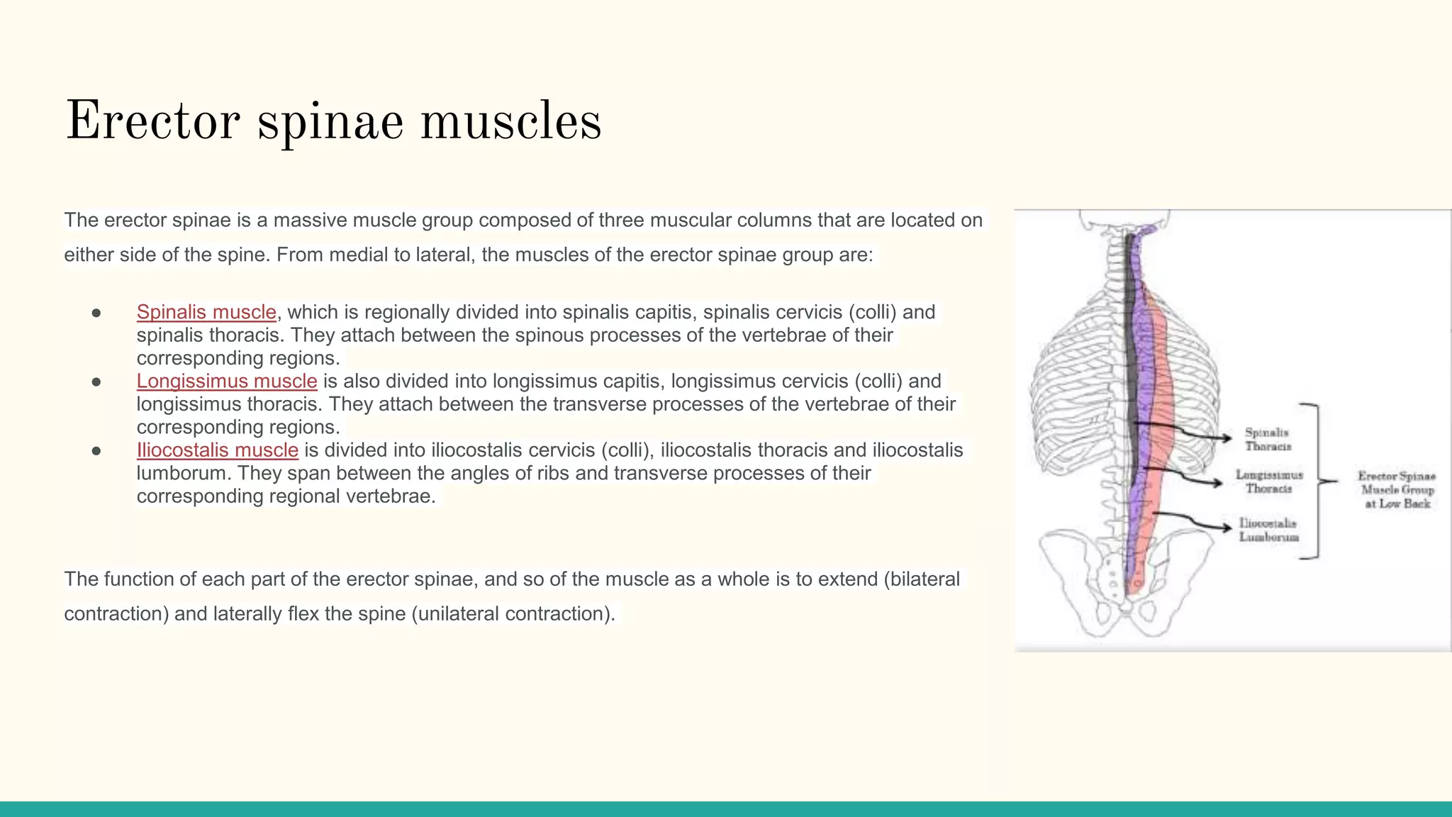 Origin and Functions of the back muscles.pptx, image size:2048x1152