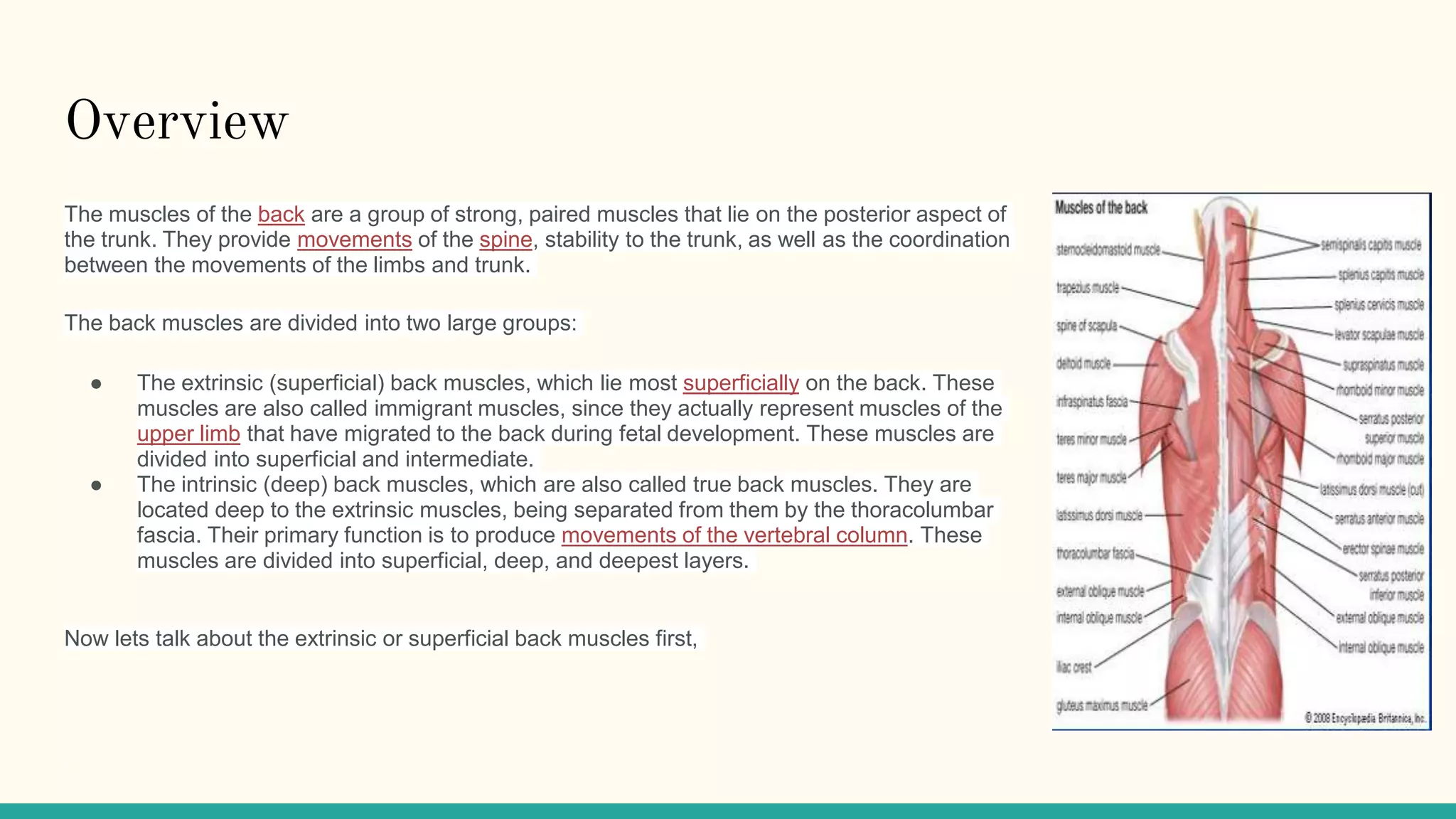 Understanding the Spinotransversales: The Superficial Intrinsic Muscles of  the Back, image size:2048x1152