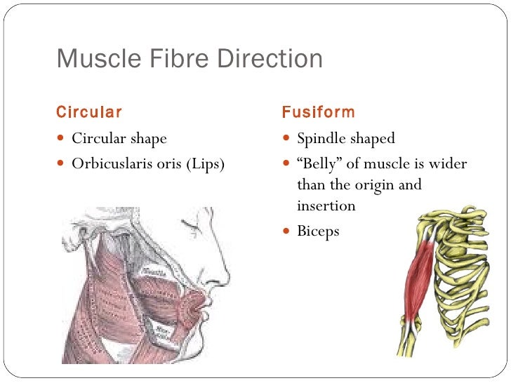 Origin and insertion of major muscles & fibre
