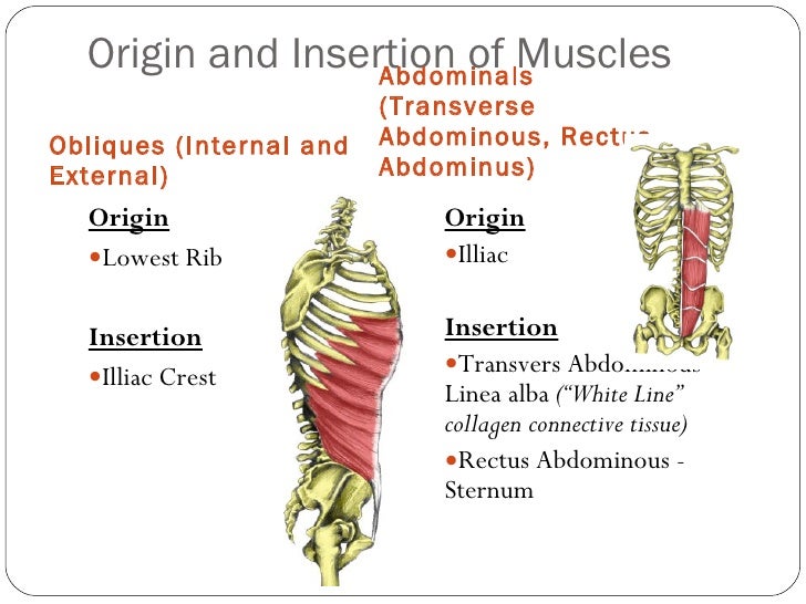 Origin and insertion of major muscles & fibre