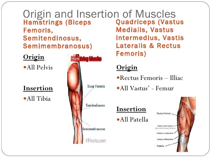 Origin and insertion of major muscles & fibre