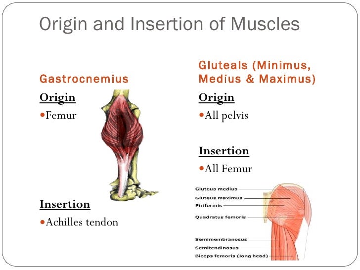 Origin and insertion of major muscles & fibre