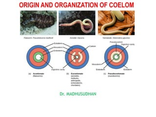 ORIGIN AND ORGANIZATION OF COELOM
Dr. MADHUSUDHAN
 