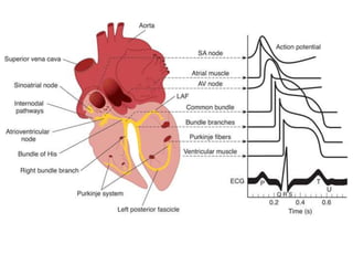 Origin and spread of cardiac impulse, pacemaker, conducting system of ...