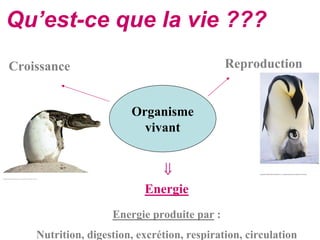 Qu’est-ce que la vie ???
Croissance                                   Reproduction


                        Organisme
                          vivant


                              ⇓
                           Energie
                    Energie produite par :
    Nutrition, digestion, excrétion, respiration, circulation
 