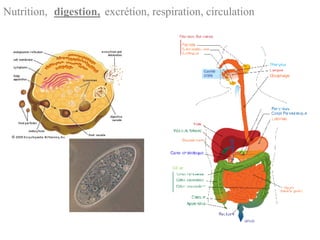 Nutrition, digestion, excrétion, respiration, circulation
 