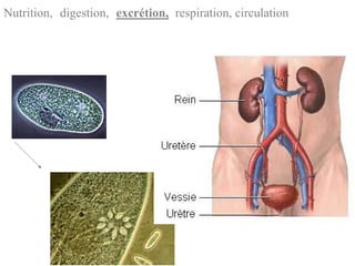 Nutrition, digestion, excrétion, respiration, circulation
 