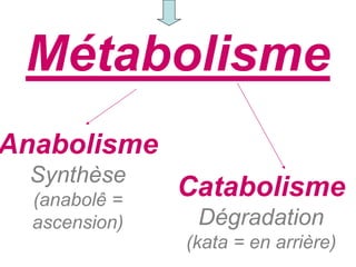 Métabolisme
Anabolisme
 Synthèse
  (anabolê =
               Catabolisme
  ascension)    Dégradation
               (kata = en arrière)
 