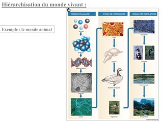 Hiérarchisation du monde vivant :



Exemple : le monde animal
 