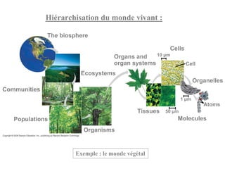 Hiérarchisation du monde vivant :

              The biosphere

                                                         Cells
                                     Organs and    10 µm
                                     organ systems               Cell
                        Ecosystems
                                                                       Organelles
Communities
                                                                1 µm
                                                                          Atoms
                                              Tissues   50 µm
   Populations                                              Molecules
                          Organisms


                       Exemple : le monde végétal
 