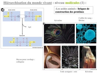 Hiérarchisation du monde vivant : niveau molécules (1) :
                                   -Les acides aminés : briques de
                                   construction des protéines

                                                                Caillot de sang :
                                  Kératine                      fibrine




        Boyau pour cordage :
        collagène



                                        Toile araignée : soie          Kératine
 