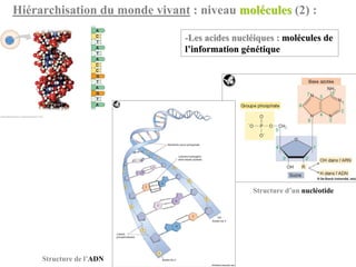 Hiérarchisation du monde vivant : niveau molécules (2) :

                               -Les acides nucléiques : molécules de
                               l’information génétique




                                                Structure d’un nucléotide




     Structure de l’ADN
 