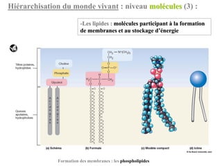 Hiérarchisation du monde vivant : niveau molécules (3) :

                        -Les lipides : molécules participant à la formation
                        de membranes et au stockage d’énergie




              Formation des membranes : les phospholipides
 