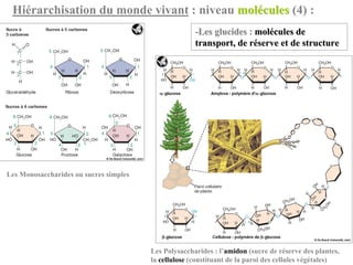 Hiérarchisation du monde vivant : niveau molécules (4) :
                                                      -Les glucides : molécules de
                                                      transport, de réserve et de structure




Les Monosaccharides ou sucres simples




                                        Les Polysaccharides : l’amidon (sucre de réserve des plantes,
                                        la cellulose (constituant de la paroi des cellules végétales)
 
