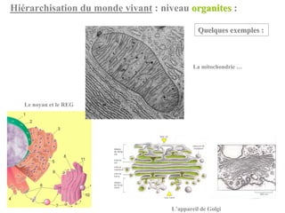 Hiérarchisation du monde vivant : niveau organites :

                                              Quelques exemples :



                                            La mitochondrie …




   Le noyau et le REG




                                    L’appareil de Golgi
 