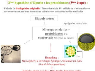 2ème hypothèse d’Oparin : les protobiontes (3ème étape) :
Théorie de l’abiogenèse originelle : formation de la 1ère cellule en s’isolant de son
environnement par une membrane cellulaire et concentrant des molécules !

                              Biopolymères
                                                          Agrégation dans l’eau

                                    Microgouttelettes =
                                     protobiontes ou
                                 coacervats (micelles de lipides)




                                    Hypothèse :
                 Microsphère à enveloppe lipidique contenant un ARN
                              (à activité enzymatique)
                                           ↓
 