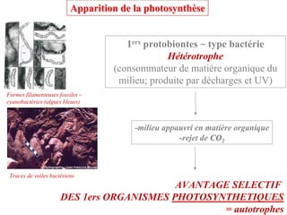 Apparition de la photosynthèse


                                      1ers protobiontes ~ type bactérie
                                                Hétérotrophe
                                   (consommateur de matière organique du
                                    milieu; produite par décharges et UV)
Formes filamenteuses fossiles ~
cyanobactéries (algues bleues)



                                        -milieu appauvri en matière organique
                                                    -rejet de CO2



 Traces de voiles bactériens
                                           AVANTAGE SELECTIF
                      DES 1ers ORGANISMES PHOTOSYNTHETIQUES
                                                  = autotrophes
 