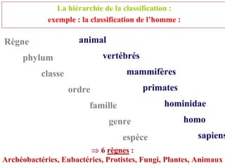 La hiérarchie de la classification :
             exemple : la classification de l’homme :

Règne                 animal
     phylum                  vertébrés
           classe                   mammifères
                    ordre                primates
                         famille                hominidae
                               genre                    homo
                                   espèce                 sapiens
                         ⇒ 6 règnes :
Archéobactéries, Eubactéries, Protistes, Fungi, Plantes, Animaux
 
