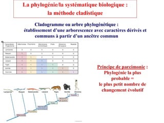 La phylogénie/la systématique biologique :
         la méthode cladistique
     Cladogramme ou arbre phylogénétique :
établissement d’une arborescence avec caractères dérivés et
      communs à partir d’un ancêtre commun




                                   Principe de parcimonie :
                                       Phylogénie la plus
                                           probable =
                                    le plus petit nombre de
                                      changement évolutif
 