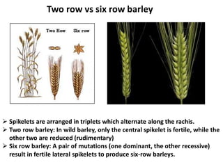 Barley Rows Origin, evolution and breeding of barley by gm singh 2021 | PDF