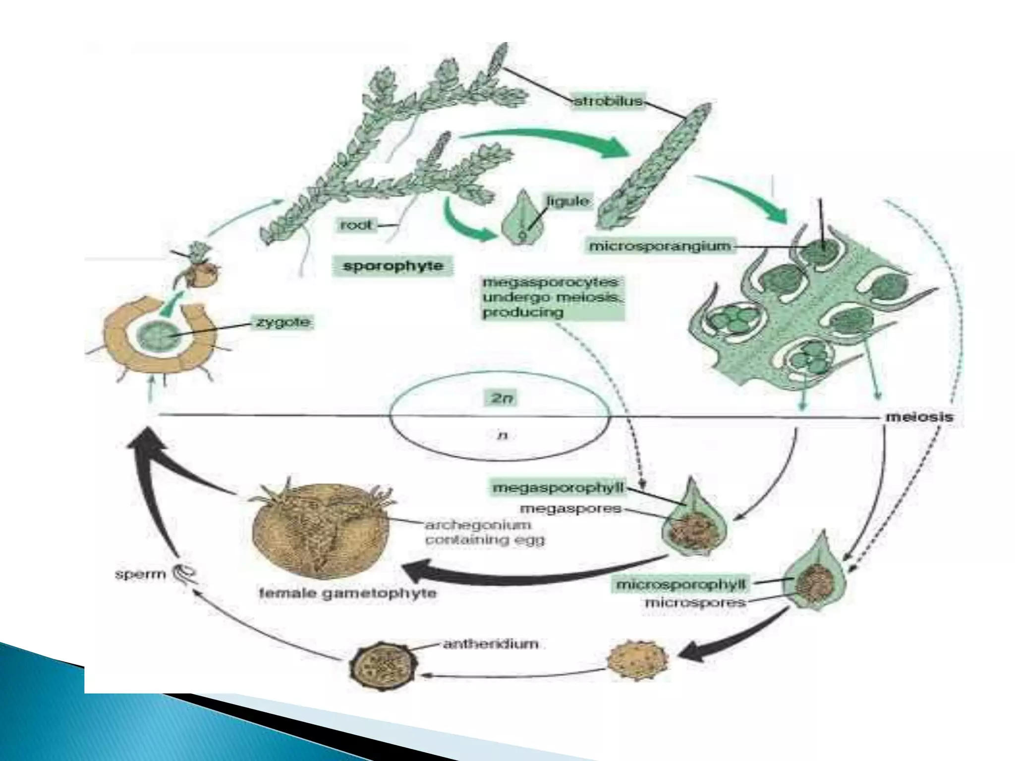 Origin & Evolution of seed habit in gymnosperm.pptx