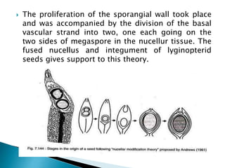  The proliferation of the sporangial wall took place
and was accompanied by the division of the basal
vascular strand into two, one each going on the
two sides of megaspore in the nucellur tissue. The
fused nucellus and integument of lyginopterid
seeds gives support to this theory.
 