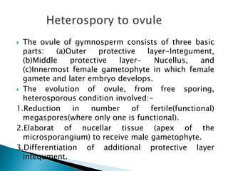  The ovule of gymnosperm consists of three basic
parts: (a)Outer protective layer-Integument,
(b)Middle protective layer- Nucellus, and
(c)Innermost female gametophyte in which female
gamete and later embryo develops.
 The evolution of ovule, from free sporing,
heterosporous condition involved:-
1.Reduction in number of fertile(functional)
megaspores(where only one is functional).
2.Elaborat of nucellar tissue (apex of the
microsporangium) to receive male gametophyte.
3.Differentiation of additional protective layer
intequment.
 
