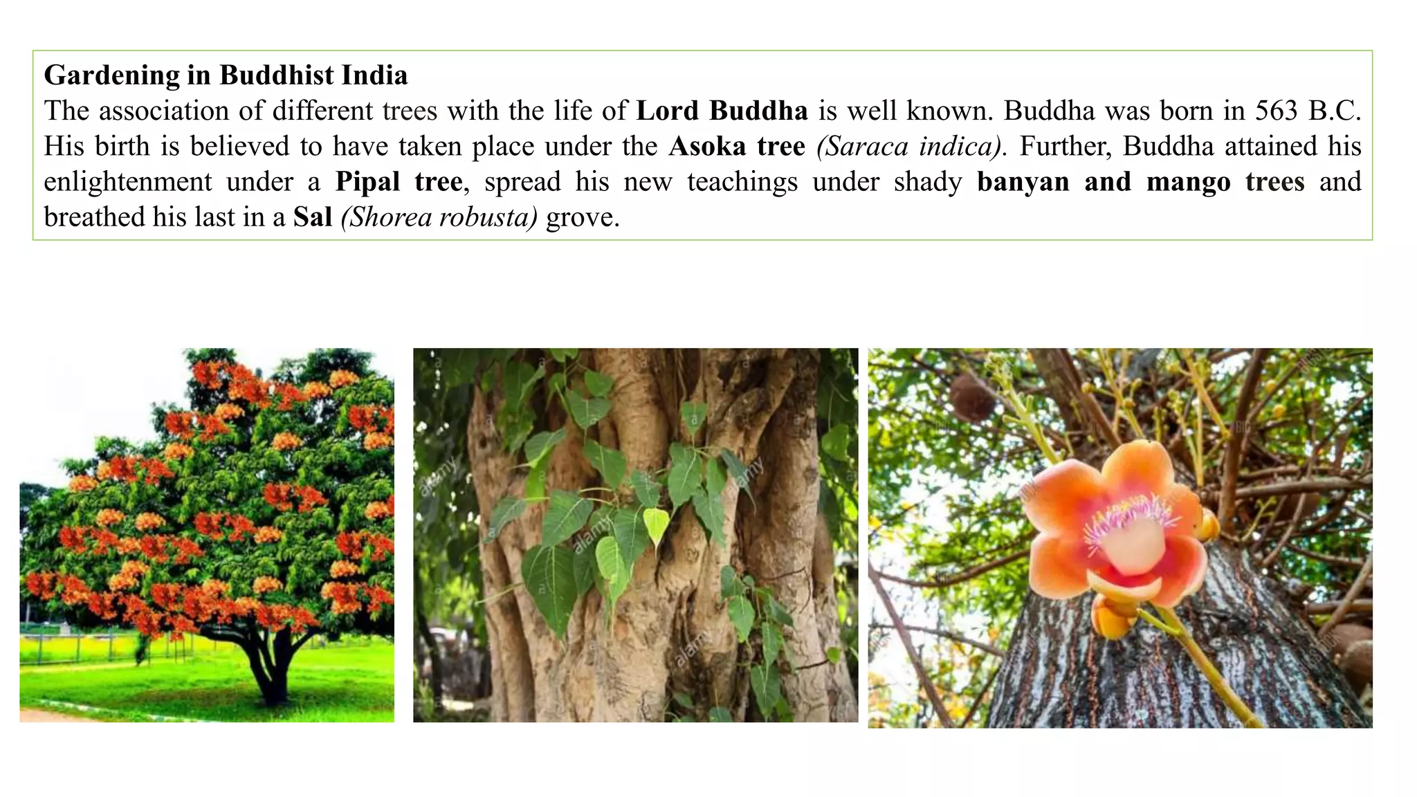 Gardening in Buddhist India
The association of different trees with the life of Lord Buddha is well known. Buddha was born in 563 B.C.
His birth is believed to have taken place under the Asoka tree (Saraca indica). Further, Buddha attained his
enlightenment under a Pipal tree, spread his new teachings under shady banyan and mango trees and
breathed his last in a Sal (Shorea robusta) grove.
 