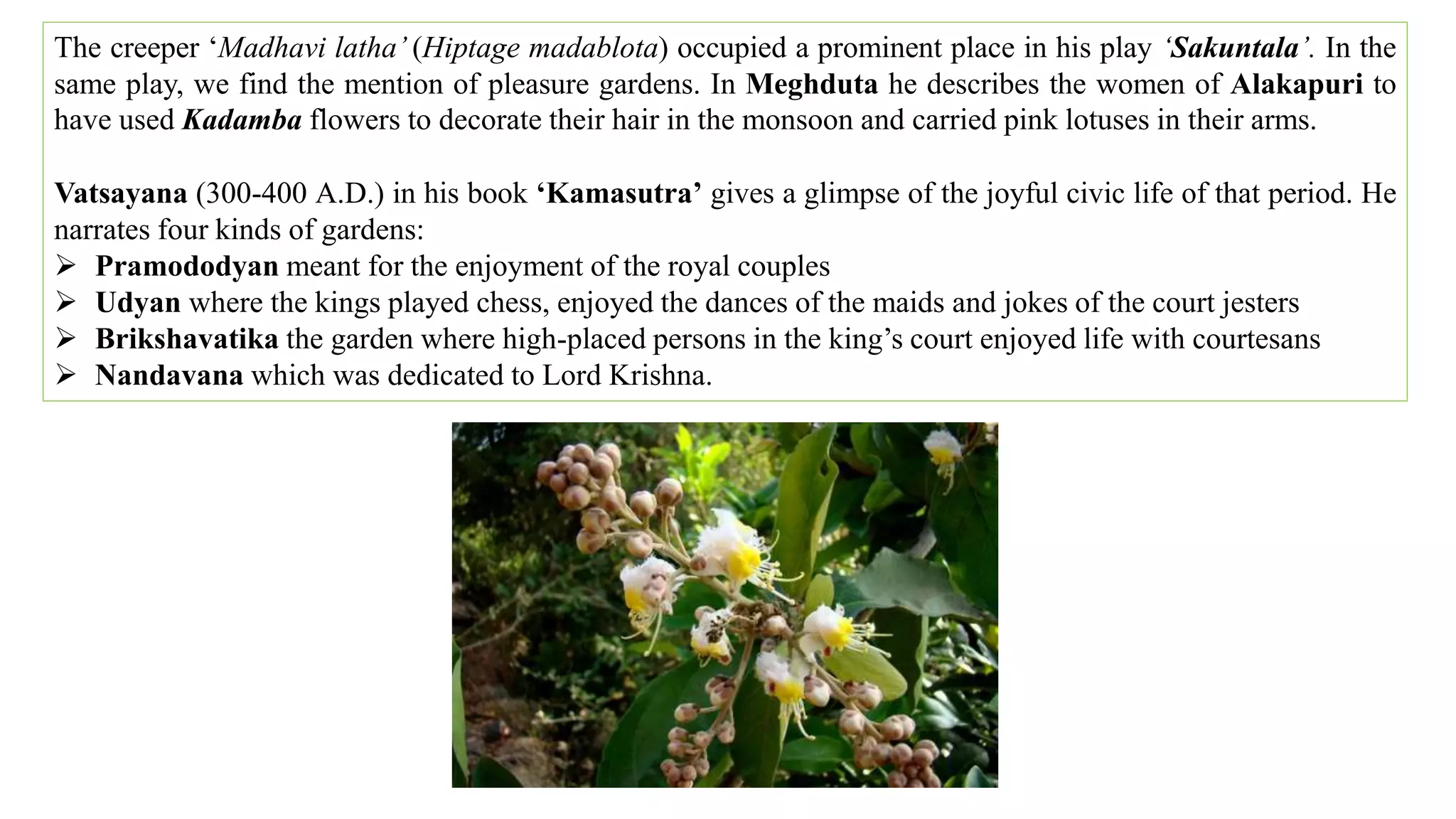 The creeper ‘Madhavi latha’ (Hiptage madablota) occupied a prominent place in his play ‘Sakuntala’. In the
same play, we find the mention of pleasure gardens. In Meghduta he describes the women of Alakapuri to
have used Kadamba flowers to decorate their hair in the monsoon and carried pink lotuses in their arms.
Vatsayana (300-400 A.D.) in his book ‘Kamasutra’ gives a glimpse of the joyful civic life of that period. He
narrates four kinds of gardens:
 Pramododyan meant for the enjoyment of the royal couples
 Udyan where the kings played chess, enjoyed the dances of the maids and jokes of the court jesters
 Brikshavatika the garden where high-placed persons in the king’s court enjoyed life with courtesans
 Nandavana which was dedicated to Lord Krishna.
 