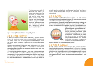 Os Sentidos
Finalmente, outra sensação di-
ferente do gosto, se deve a co-
midas como alcachofras e fru-
tas verdes, ou bebidas como
chá preto e vinhos tintos.
Estas comidas contêm sub-
stâncias, como os taninos, que
reduzem a capacidade lubri-
ficante da saliva, provocando
uma sensação de boca áspera,
seca e pastosa. Esta sensação
chama-se adstringência.
2.6 O NARIZ HUMANO
O olfato é um sentido capaz de evocar lembranças e despertar emoções,
embora seja considerado muitas vezes de escassa utilidade, contrariamente
aos animais para os quais tem uma importância fundamental: para encon-
trar comida, fugir de predadores e para receber os estímulos para o acasa-
lamento.
Considera-se contudo que o homem seja capaz de distinguir 10.000 cheiros
diferentes graças a seu órgão olfativo que se encontra na cavidade nasal,
mesmo quando a concentração das substâncias odoríferas no ar for de algu-
mas moléculas por bilhão.
Se o cheiro vier de um objeto escondido à nossa visão, a maioria das pessoas
tem muita dificuldade em reconhecê-lo. Muitas vezes é possível classificar
apenas o tipo de cheiro, identificando a que família pertence: cheiro de flor,
de fruta, de defumado... Isto deve-se ao fato de que a nossa memória olfati-
va é muito pouco estimulada e treinada. Embora o olfato esteja sempre em
5
Fig. 4: O nervo trigêmeo, envolvido na sensação de picante.
em ação quase nunca é utilizado com finalidades “analíticas” que chamem
a nossa atenção. Afinal o olfato deixou de ser indispensável para a nossa
sobrevivência.
2.7 O OLFATO
Somos capazes de perceber odores e aromas graças a um órgão sensorial
chamado epitélio olfativo que pode interagir com moléculas odoríferas que
entram diretamente pelo nariz e sobem pela boca.
O epitélio olfativo é formado por milhões de neurônios,cada um dotado de um
tipo de receptor olfativo, capaz de se combinar com uma molécula odorífera e
de gerar um impulso elétrico. Os neurônios carregam o sinal ao bulbo olfativo,
depois ao córtex e mesmo tempo ao sistema
límbico, arquivo de lembranças e emoções.
Existem no homem 350 tipos de recepto-
res, que estimulados com diversas combi-
nações são capazes de perceber no mínimo
10.000 odores. Existe portanto um código
dos odores, com base no qual cada sub-
stância odorífica estimula uma diferente
combinação de receptores, mas que ainda
assim não foi compreendido e decifrado.
2.8 TATO E AUDIÇÃO
Quando comemos também temos sensações táteis, como o crocante, o
friável, o borrachudo, o liso, o áspero, o granular, o viscoso, etc. Estas sen-
sações, devidas a terminações nervosas que se encontram nas papilas fili-
formes, nos dão informações sobre a consistência e a textura do alimento.
Durante a mastigação podem ser percebidas também sensações auditivas,
que podem sugerir, para darmos um exemplo, que aquele alimento é “cro-
cante”.
 
