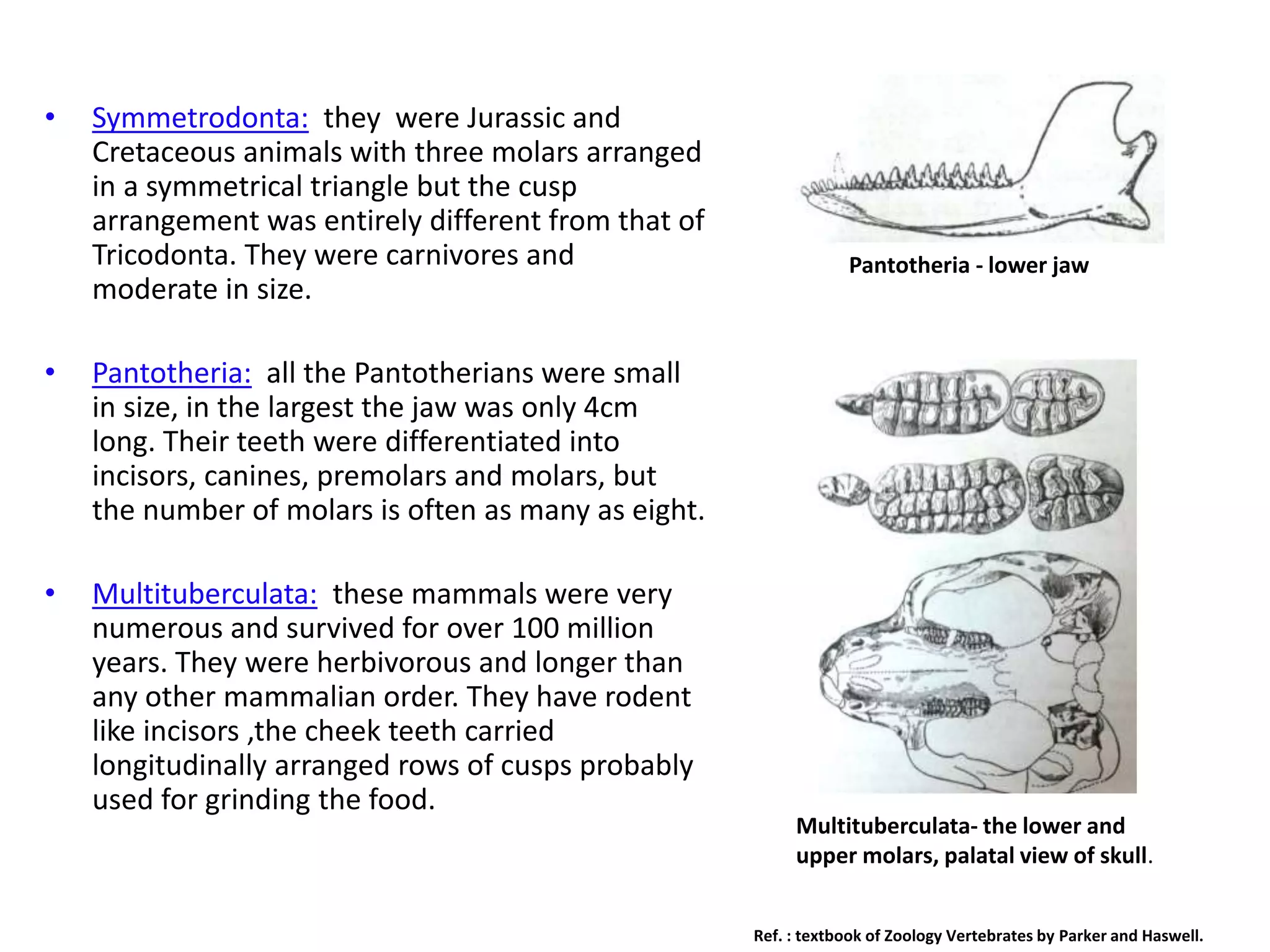 ORIGIN MAMMALS.pptx