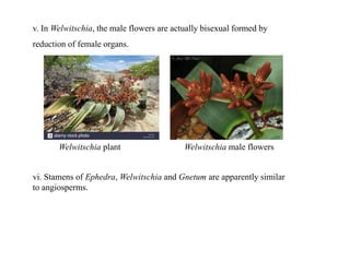 v. In Welwitschia, the male flowers are actually bisexual formed by
reduction of female organs.
vi. Stamens of Ephedra, Welwitschia and Gnetum are apparently similar
to angiosperms.
Welwitschia plant Welwitschia male flowers
 
