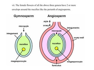 vii. The female flowers of all the above three genera have 2 or more
envelops around the nucellus like the perianth of angiosperms.
 