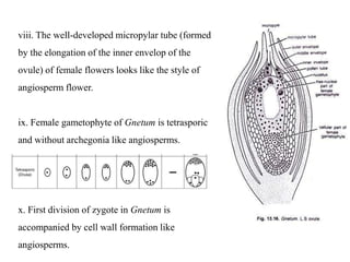 viii. The well-developed micropylar tube (formed
by the elongation of the inner envelop of the
ovule) of female flowers looks like the style of
angiosperm flower.
ix. Female gametophyte of Gnetum is tetrasporic
and without archegonia like angiosperms.
x. First division of zygote in Gnetum is
accompanied by cell wall formation like
angiosperms.
 