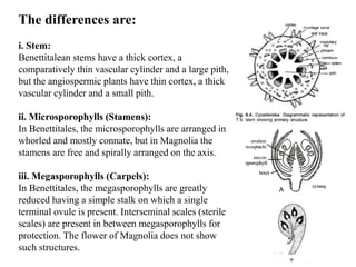 The differences are:
i. Stem:
Benettitalean stems have a thick cortex, a
comparatively thin vascular cylinder and a large pith,
but the angiospermic plants have thin cortex, a thick
vascular cylinder and a small pith.
ii. Microsporophylls (Stamens):
In Benettitales, the microsporophylls are arranged in
whorled and mostly connate, but in Magnolia the
stamens are free and spirally arranged on the axis.
iii. Megasporophylls (Carpels):
In Benettitales, the megasporophylls are greatly
reduced having a simple stalk on which a single
terminal ovule is present. Interseminal scales (sterile
scales) are present in between megasporophylls for
protection. The flower of Magnolia does not show
such structures.
 