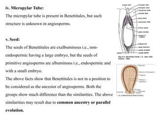 iv. Micropylar Tube:
The micropylar tube is present in Benettitales, but such
structure is unknown in angiosperms.
v. Seed:
The seeds of Benettitales are exalbuminous i.e., non-
endospermic having a large embryo, but the seeds of
primitive angiosperms are albuminous i.e., endospermic and
with a small embryo.
The above facts show that Benettitales is not in a position to
be considered as the ancestor of angiosperms. Both the
groups show much difference than the similarities. The above
similarities may result due to common ancestry or parallel
evolution.
 