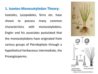 1. Isoetes-Monocotyledon Theory:
Isoetales, Lycopodales, ferns etc. have
shown to possess many common
characteristics with monocotyledons.
Engler and his associates postulated that
the monocotyledons have originated from
various groups of Pteridophyte through a
hypothetical herbaceous intermediate, the
Proangiosperms.
 