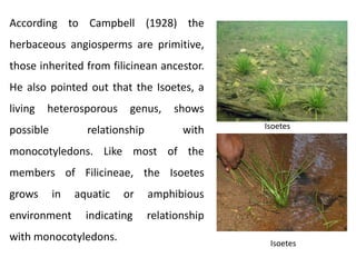 According to Campbell (1928) the
herbaceous angiosperms are primitive,
those inherited from filicinean ancestor.
He also pointed out that the Isoetes, a
living heterosporous genus, shows
possible relationship with
monocotyledons. Like most of the
members of Filicineae, the Isoetes
grows in aquatic or amphibious
environment indicating relationship
with monocotyledons.
Isoetes
Isoetes
 