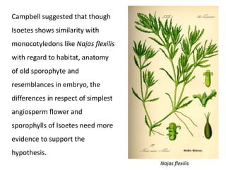 Campbell suggested that though
Isoetes shows similarity with
monocotyledons like Najas flexilis
with regard to habitat, anatomy
of old sporophyte and
resemblances in embryo, the
differences in respect of simplest
angiosperm flower and
sporophylls of Isoetes need more
evidence to support the
hypothesis.
Najas flexilis
 