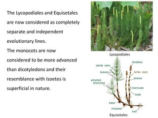 The Lycopodiales and Equisetales
are now considered as completely
separate and independent
evolutionary lines.
The monocots are now
considered to be more advanced
than dicotyledons and their
resemblance with Isoetes is
superficial in nature.
Lycopodiales
Equisetales
 