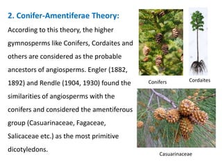 2. Conifer-Amentiferae Theory:
According to this theory, the higher
gymnosperms like Conifers, Cordaites and
others are considered as the probable
ancestors of angiosperms. Engler (1882,
1892) and Rendle (1904, 1930) found the
similarities of angiosperms with the
conifers and considered the amentiferous
group (Casuarinaceae, Fagaceae,
Salicaceae etc.) as the most primitive
dicotyledons.
Conifers Cordaites
Casuarinaceae
 