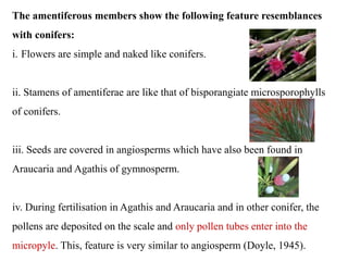 The amentiferous members show the following feature resemblances
with conifers:
i. Flowers are simple and naked like conifers.
ii. Stamens of amentiferae are like that of bisporangiate microsporophylls
of conifers.
iii. Seeds are covered in angiosperms which have also been found in
Araucaria and Agathis of gymnosperm.
iv. During fertilisation in Agathis and Araucaria and in other conifer, the
pollens are deposited on the scale and only pollen tubes enter into the
micropyle. This, feature is very similar to angiosperm (Doyle, 1945).
 