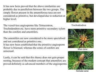 It has now been proved that the above similarities are
probably due to parallelism between the two groups. The
simple flower present in the amentiferous taxa are not
considered as primitive, but developed due to reduction at
higher level.
The vessel-less angiosperms like Tetracentron,
Trochodendron etc. have more primitive secondary xylem
than the conifers and amentifers.
The amentifers are now considered to be more specialised
and not considered as primitive one.
It has now been established that the primitive angiosperm
flower is bisexual, whereas the cones of conifers are
unisexual.
Lastly, it can be said that this theory does not gain proper
rooting, because of the modern concept that amentifers are
proved definitely as advanced members of the angiosperms.
Trochodendron
Mae cone
Female cone
 