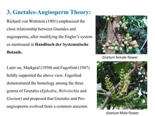 3. Gnetales-Angiosperm Theory:
Richard von Wettstein (1901) emphasised the
close relationship between Gnetales and
angiosperms, after modifying the Engler’s system
as mentioned in Handbuch der Systematische
Botanik.
Later on, Markgraf (1930) and Fagerlind (1947)
boldly supported the above view. Fagerlind
demonstrated the homology among the three
genera of Gnetales (Ephedra, Welwitschia and
Gnetum) and proposed that Gnetales and Pro-
angiosperms evolved from a common ancestor.
Gnetum female flower
Gnetum Male flower
 