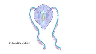 Cydippid Ctenophore
 