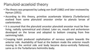 Planuloid-acoeloid theory
• The theory was proposed by Ludwig von Graff (1882) and later reviewed by
Hyman (1951).
• According to this theory, primitive acoelomate bilateria (Turbellarians)
evolved from some planuloid ancestor similar to planula larvae of
coelenterates.
• It is assumed that the planuloid ancestor planuloid ancestor must be free-
living, radially symmetrical and ciliated. Later on, mouth and archenteron
developed on the larvae and adopted to bottom creeping from free
swimming habit.
• Creeping habit produced cephalization of nervous system towards the
anterior side. Availability of food at the bottom made the anterior mouth
moving to the ventral side and body became dorso-ventrally flattened,
same as in the Turbellarians helminths body.
 