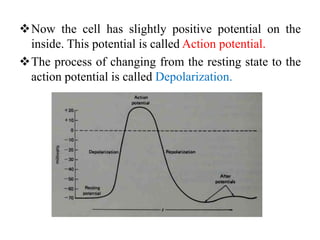 Now the cell has slightly positive potential on the
inside. This potential is called Action potential.
The process of changing from the resting state to the
action potential is called Depolarization.
 