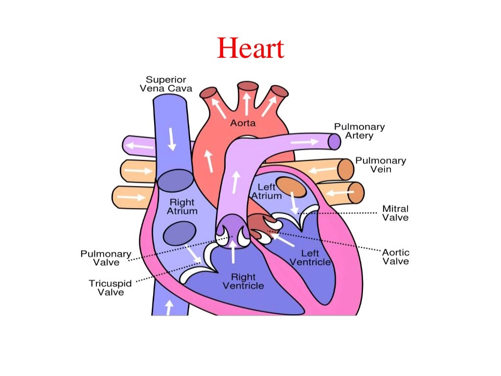 Origin of biopotentials