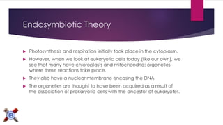 Endosymbiotic Theory 
Photosynthesis and respiration initially took place in the cytoplasm. 
However, when we look at eukaryotic cells today (like our own), we see that many have chloroplasts and mitochondria: organelles where these reactions take place. 
They also have a nuclear membrane encasing the DNA 
The organelles are thought to have been acquired as a result of the association ofprokaryotic cellswith the ancestor of eukaryotes.  