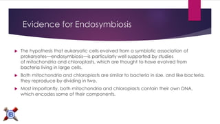 Evidence for Endosymbiosis 
The hypothesis thateukaryotic cellsevolved from a symbiotic association of prokaryotes—endosymbiosis—is particularly well supported by studies ofmitochondriaand chloroplasts, which are thought to have evolved from bacteria living in large cells. 
Both mitochondria and chloroplasts are similar to bacteria in size, and like bacteria, they reproduce by dividing in two. 
Most importantly, both mitochondria and chloroplasts contain their ownDNA, which encodes some of their components.  